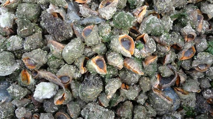 Deniz salyangozu ihracatı hamsiyi ikiye katladı