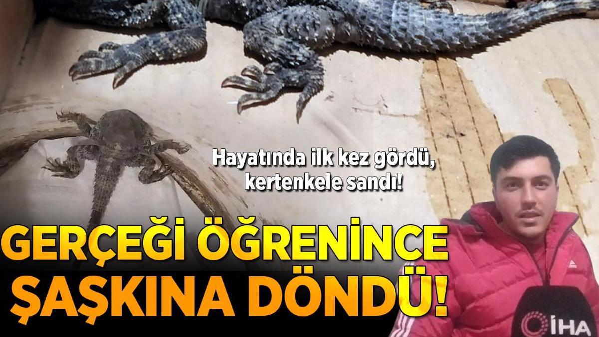 Hayatında ilk kez gördü, kertenkele sandı! Gerçeği öğrenince şaşkına döndü