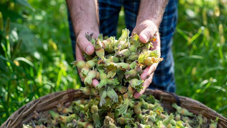 Ordu’da fındık 105 liraya ulaştı