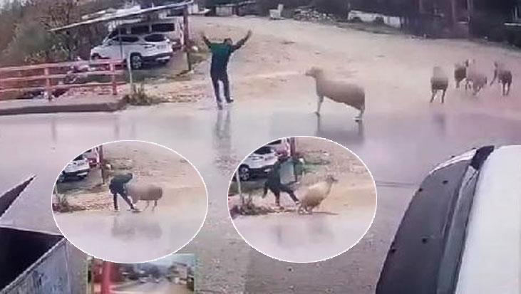 Yer: Antalya! Koçun boynuz darbesiyle neye uğradığını şaşırdı