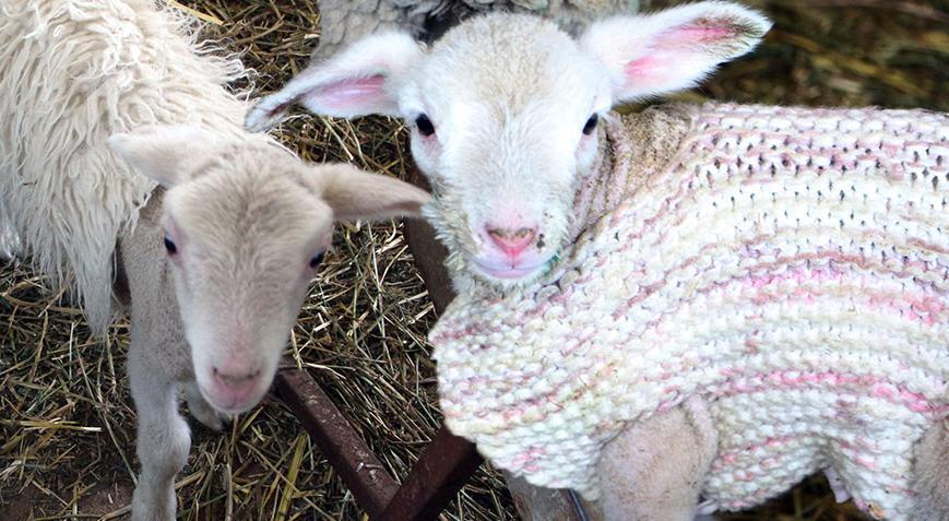 Kuzuları gören dönüp bir daha baktı! ‘Üstlerine tek tek kazak ördük’