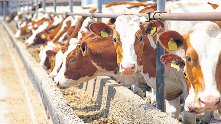 600 bin baş besi hayvanı ithalatı