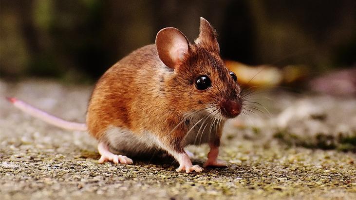 Hububatta ‘fare’ alarmı