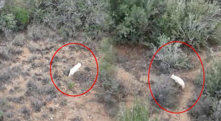 Türkiye’de ilk kez görüldü! Beyaz rengi herkesi şaşırttı