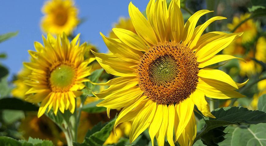 Ayçiçeğinde gümrük vergisi oranı Resmi Gazete’de