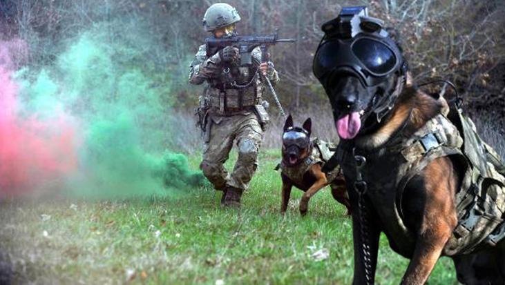 Kahraman köpekler! Eğitimler 3 aylıkken başlıyor