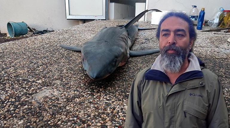 Köpek balığı popülasyonu 50 yılda yüzde 90 azaldı! Türk profesörden uyarı