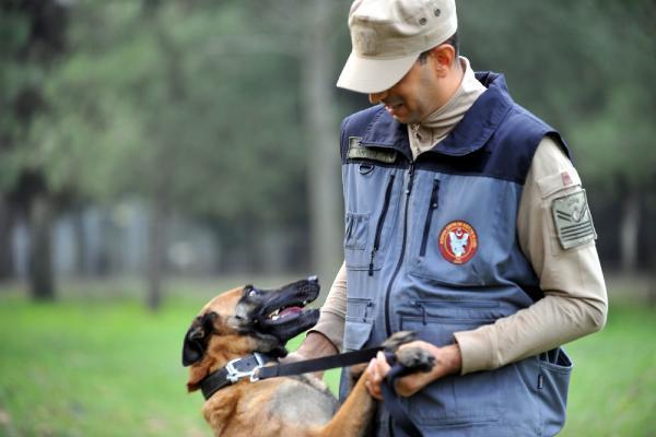 Kahraman köpekler! Eğitimler 3 aylıkken başlıyor