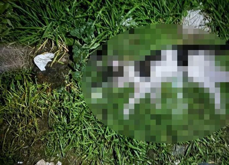 İzmir'de kedi katili yakalandı! Sokaktan topladığı kedileri öldürüp bahçeye atmış