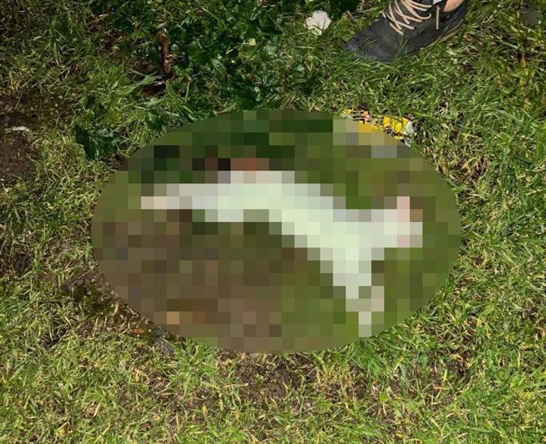 İzmir'de kedi katili yakalandı! Sokaktan topladığı kedileri öldürüp bahçeye atmış
