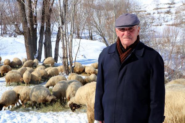 Dünyada sadece Van'da bulunuyor! 'Norduz koyununun neslini kurtardık'