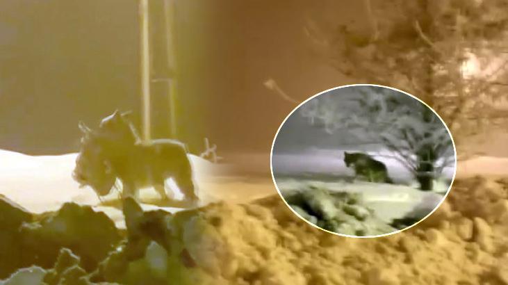 Acıkan kurt şehir merkezine indi, köpeği parçaladı: Bize saldırıyorlar