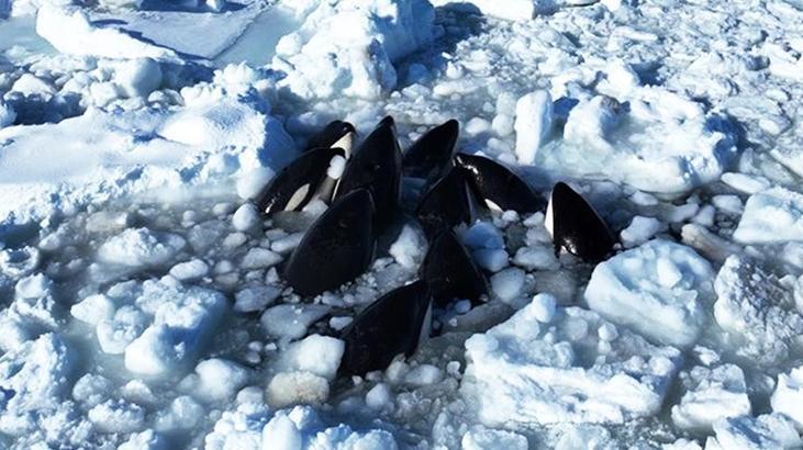 Japonya’da ilginç görüntü! Katil balinalar buzların arasında sıkıştı