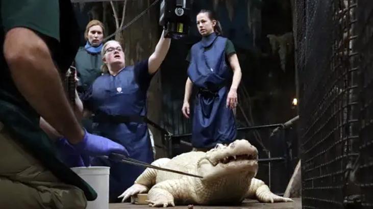 ABD’de hayvanat bahçesindeki bir timsahın midesinden 70 adet madeni para çıkarıldı