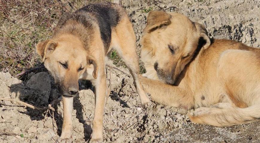Dehşete düşüren görüntü! 10 köpeği uyuşturup araziye attılar