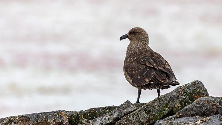 ‘H5N1’ Antarktika’da! Ana karada ilk kez tespit edildi