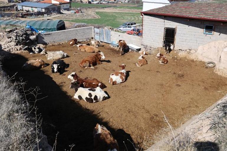 Boğa saldırısından oğlunu kurtardı, kendi feci şekilde can verdi: Kırılmayan kemiği kalmamış