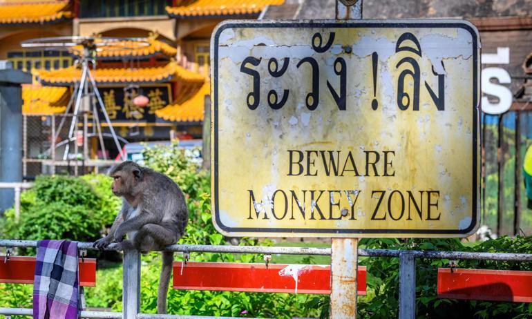 Maymunlar cehennemi: Şehri ele geçirdiler! 'Biz kafeste, onlar dışarıda yaşıyor'