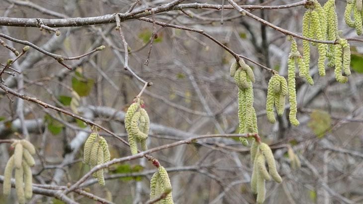 Fındıkta zirai don ile mücadele uyarısı: Üreticilerimiz gerekli tedbirleri almalı