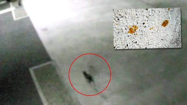 Kimyasal tanka düşüp serbest kaldı, zehirli kedi firarda!