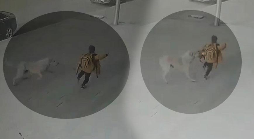 Dehşet anları! Sokak köpeklerinin ilkokul öğrencisine saldırdı