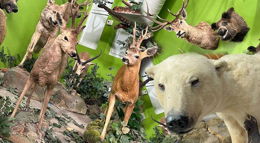 İstanbul’da şoke eden müze! 85 yaşındaki avcı çizgili geyik için 2 hafta ağaçta kaldı