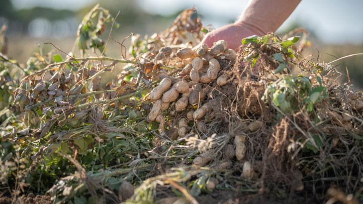 Adana yerfıstığı üretiminde birinci oldu