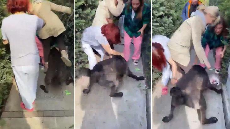 Banu Parlak’ın köpeği komşusunun köpeğini parçalayarak öldürdü