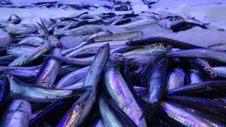 Hamsi ihracatında 2 milyon doların üzerinde döviz girdisi