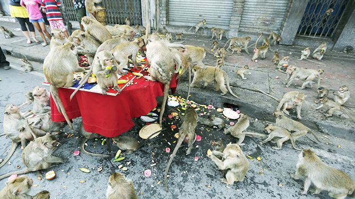 ‘Maymunlar Cehennemi’: Şehri istila etmişlerdi, toplatılıyorlar