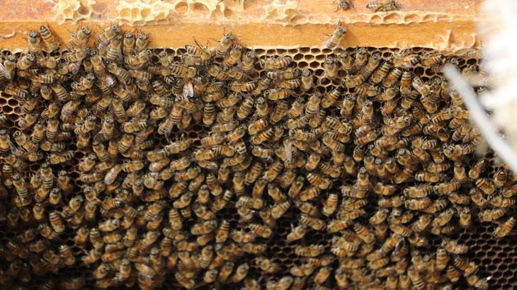 Kış uykusuna yatmayan arıların yüzde 30’u telef oldu