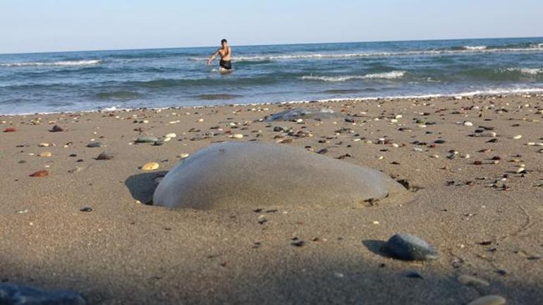 Sahil'de şaşkına çeviren görüntü: Deniz suyu çekilince kıyıya çıkıyor