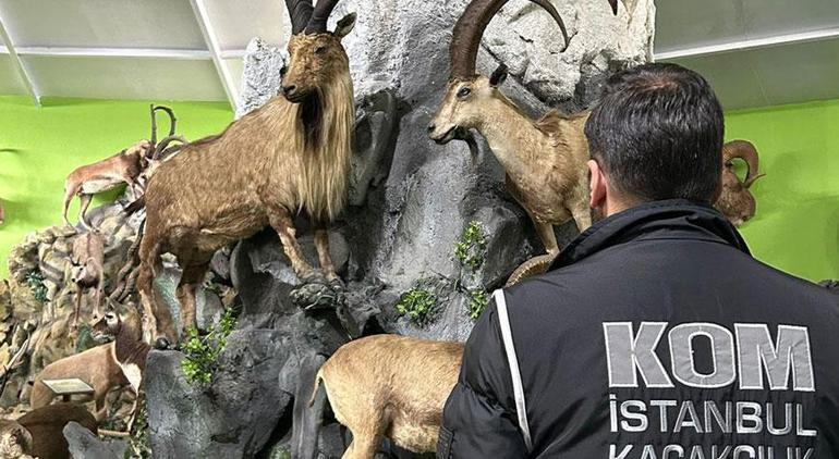 İstanbul'da şoke eden müze! 85 yaşındaki avcı çizgili geyik için 2 hafta ağaçta kaldı