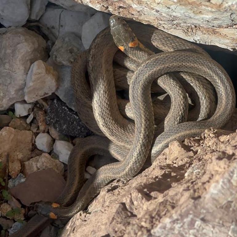 Yüksekova'da engerek yılanları sürü halinde görüntülendi