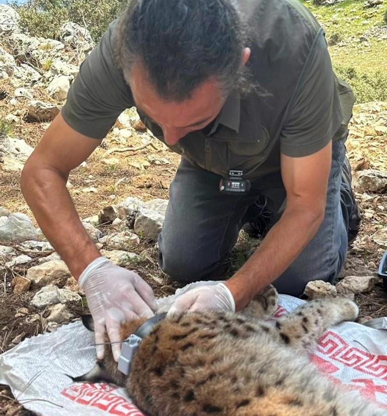 Adını 'Cemilem' türküsünden aldı! Bilimsel veriler elde edilecek