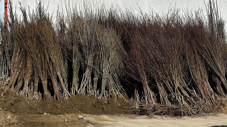 Çiftçilere meyve fidanı desteği