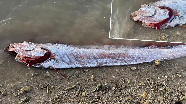 ‘Kıyamet balığı’ karaya vurdu! Dünyayı şaşkına çevirdi, 7.4’lük depremin habercisi ilan ettiler