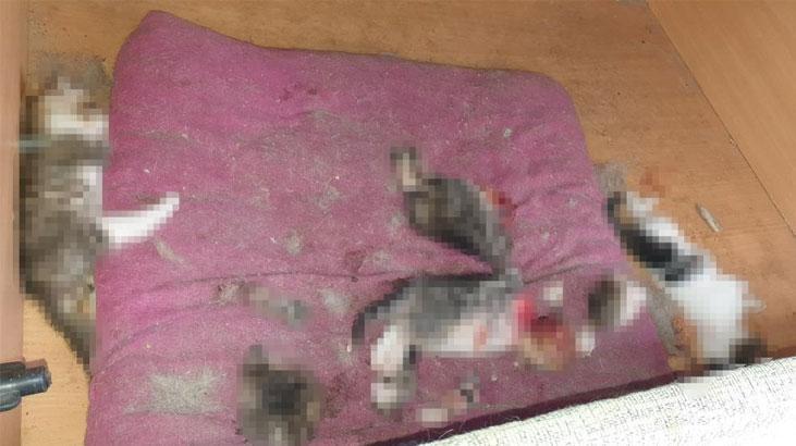 Ankara’da kafası ve patileri koparılmış 6 yavru kedi ölüsü bulundu