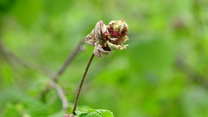 Fındıkta ‘külleme’ tehdidi