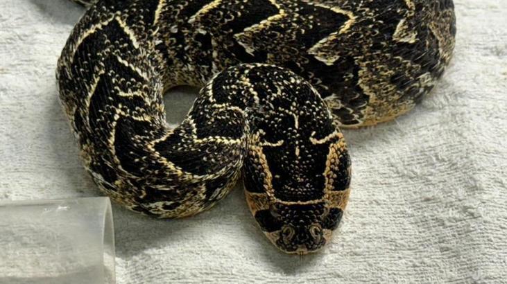 Güney Afrika’da korkunç olay! Polisin yakaladığı hayvan kaçakçısı zehirli yılanla intihar etti