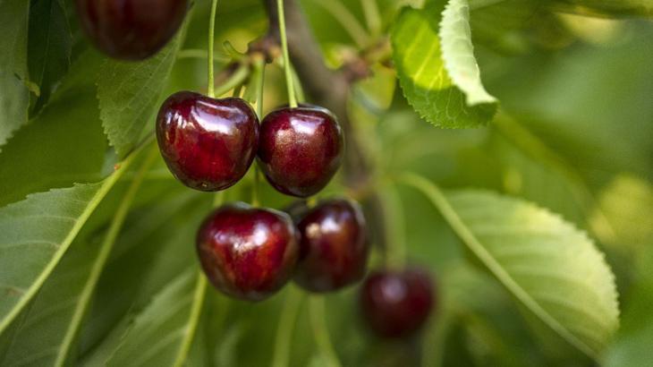 Kiraz ihracatında 250 milyon dolarlık hedef