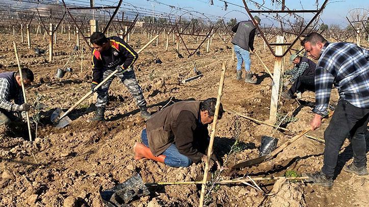 Üzüm üreticileri alternatif olarak zeytine yöneldi