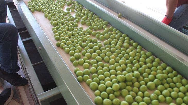 Erik hasadı başladı: Kilosu 50 ile 350 TL arasında!