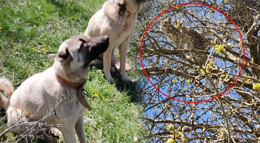 Vaşak’ın Kangal köpekleri ile imtihanı! Canını kurtarmak için ağaca tırmandı