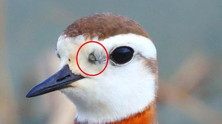 Göçmen kuşlarla Afrika’dan geldi! Öümcül tehlike Türkiye’de