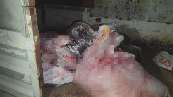 İstanbul’da at eti operasyonu! Baskında at eti ve kesilmeyi bekleyen atlar bulundu