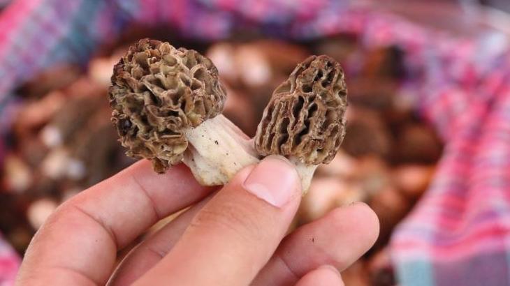 Fethiye’de Kuzugöbeği Mantarı 1500 TL’den satıldı