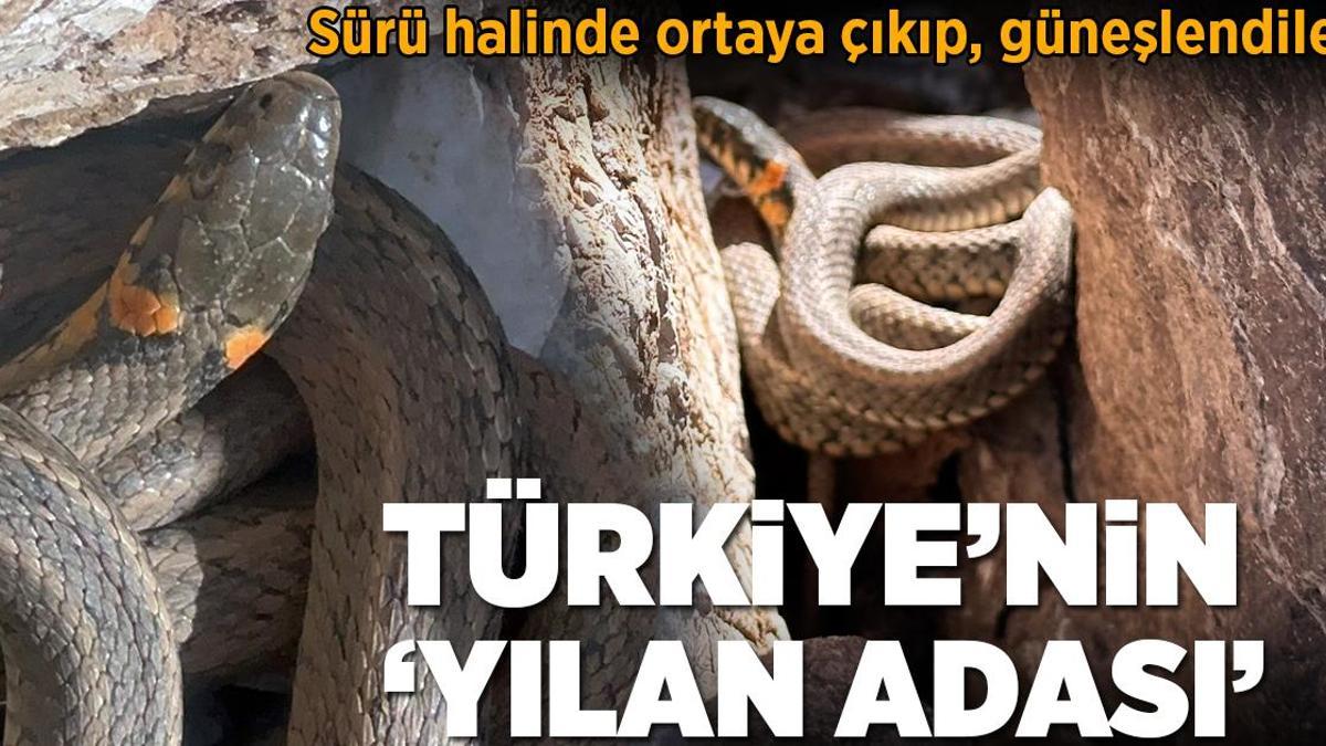 Yüksekova’da engerek yılanları sürü halinde görüntülendi
