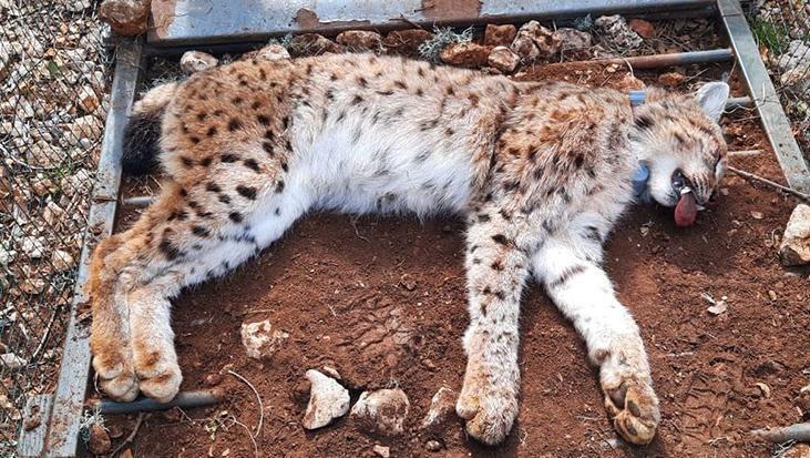 Adını ‘Cemilem’ türküsünden aldı! Bilimsel veriler elde edilecek