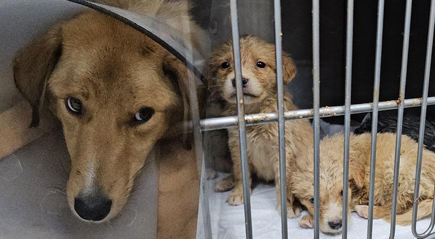 Kan donduran vicdansızlık! Yavrusu öldü, sağ arka bacağı ve kuyruğu kesildi
